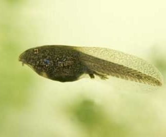 Tadpole Sculpting