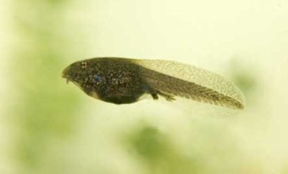 Tadpole Sculpting